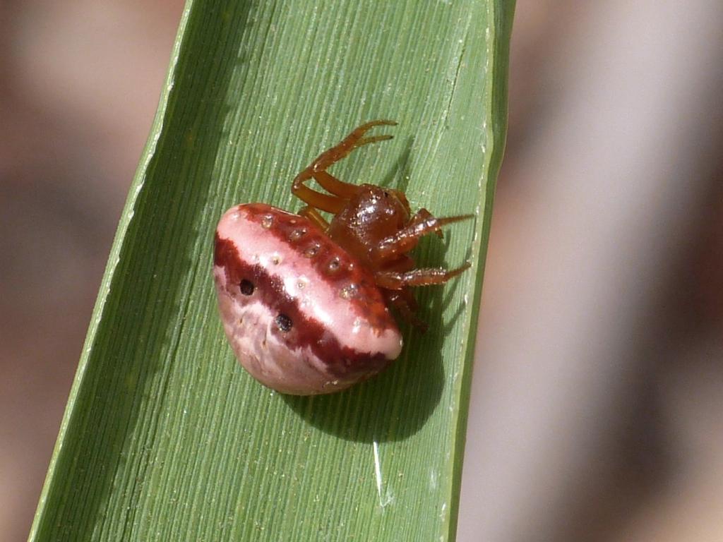 La tela incredibile di Cyrtarachne ixoides - S. Teresa Gallura (OT)